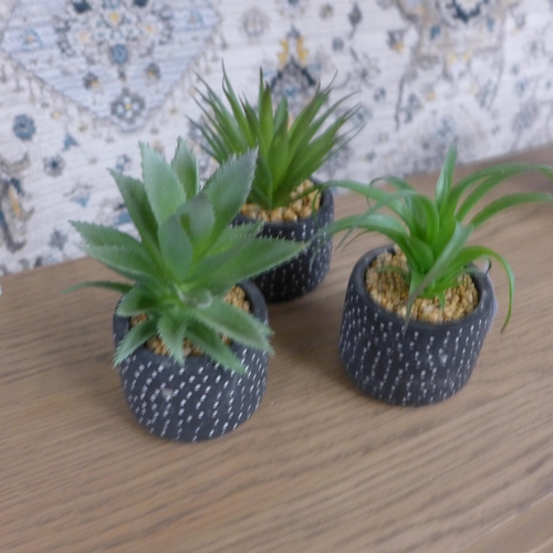 1425 - Three succulents in spotty pots, H 15cms (67681102)   # (+line 31&24)