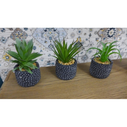 1425 - Three succulents in spotty pots, H 15cms (67681102)   # (+line 31&24)