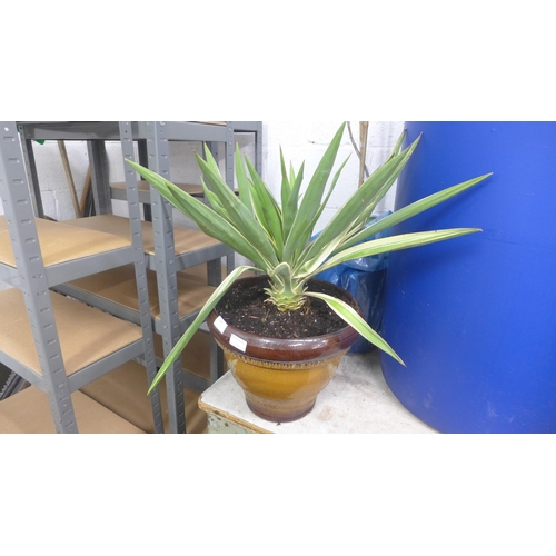 2345 - Yucca plant in glazed planter