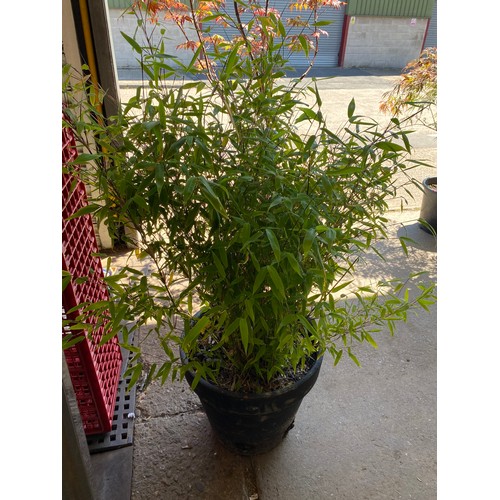 2360 - Fargesia Bamboo in terracotta pot (non-invasive), height 3ft