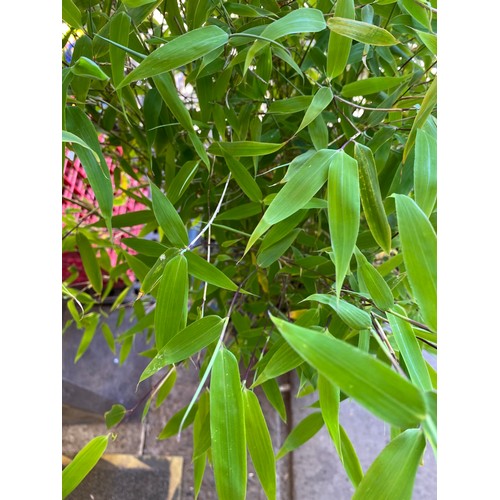 2360 - Fargesia Bamboo in terracotta pot (non-invasive), height 3ft