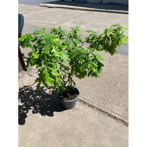 2361 - English Oak in pot, height 3ft