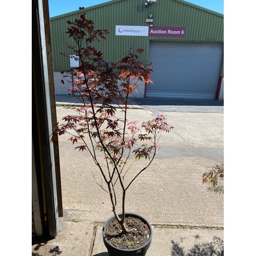 2362 - Large red Acer in pot, plant height 5ft 4