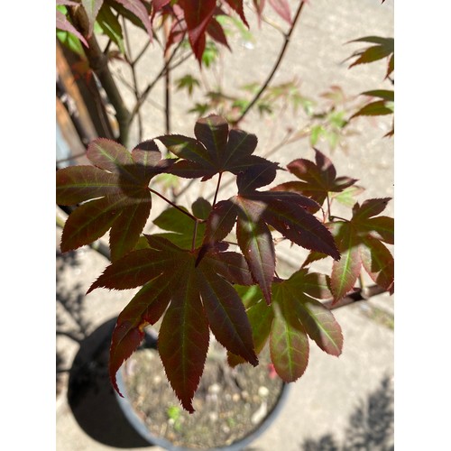 2362 - Large red Acer in pot, plant height 5ft 4