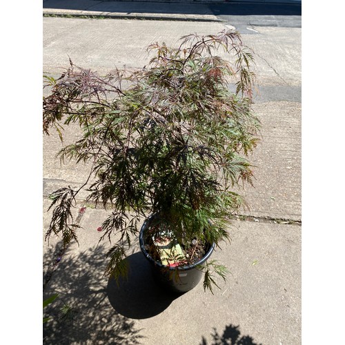 2363 - Acer Black Lace in pot, height 3ft