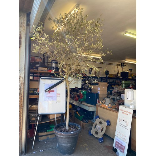 2364 - Large olive tree in pot,  tree height 9ft