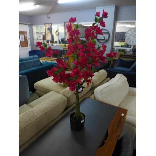 1447 - A large Bougainvillea tree in a pot, H 80cms (2931526)   #