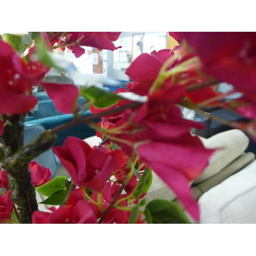 1403 - A large Bougainvillea tree in a pot, H 80cms (2931526)   #