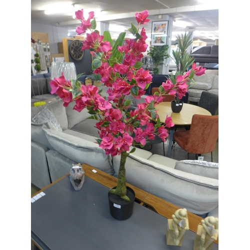 1403 - A large Bougainvillea tree in a pot, H 80cms (2931526)   #