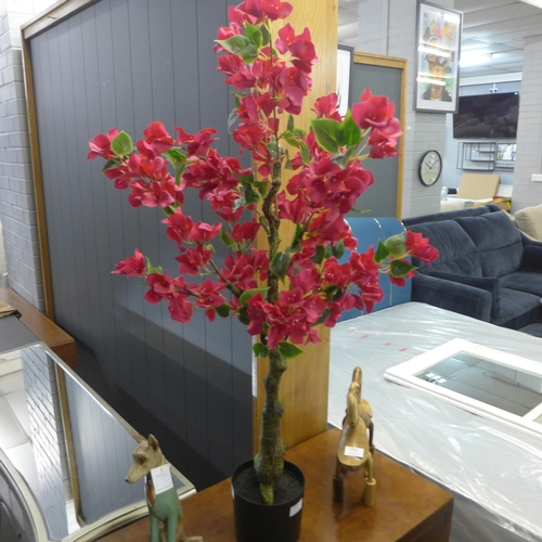 1403 - A large Bougainvillea tree in a pot, H 80cms (2931526)   #