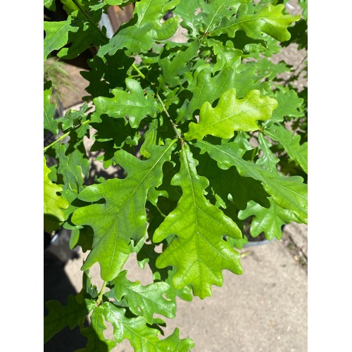 2345 - 3ft English Oak tree in pot