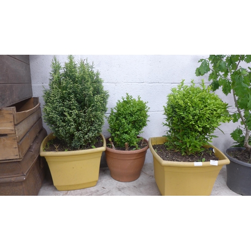 2344 - 3 Potted plants: two Buxus and Spruce