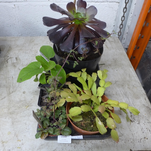 2348 - Tray of succulent house plants: Christmas Cactus, Aeonium, 1 other and Phlomis