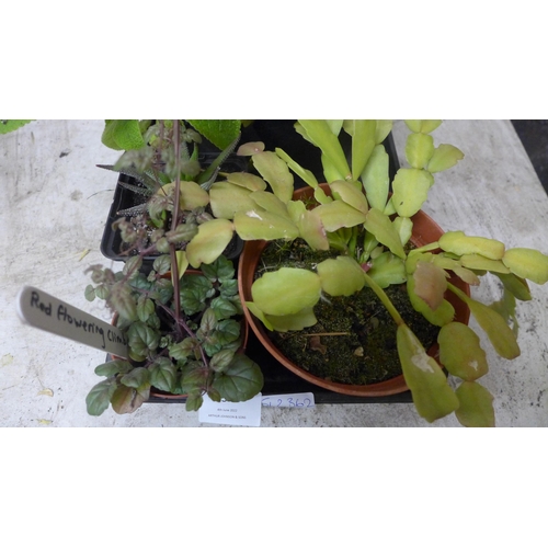 2348 - Tray of succulent house plants: Christmas Cactus, Aeonium, 1 other and Phlomis