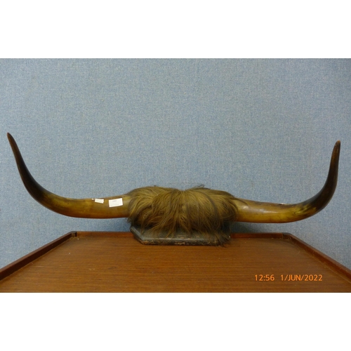 280 - A pair of mounted cow horns