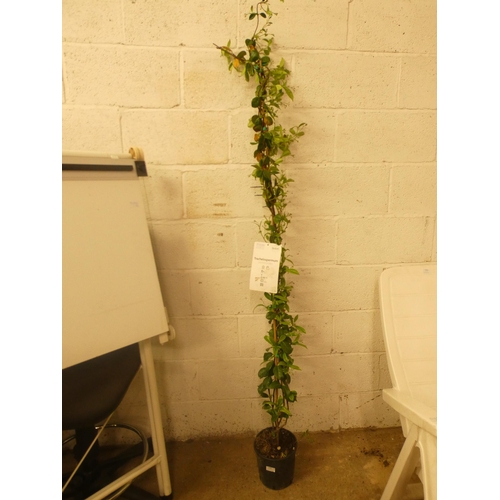 2400 - 7ft Potted Jasmine, Trachelospernum jasminoides