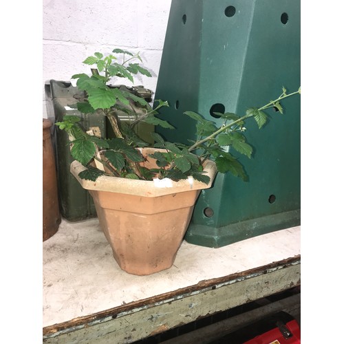 2396 - Cultivated Thornless Blackberry bush in planter