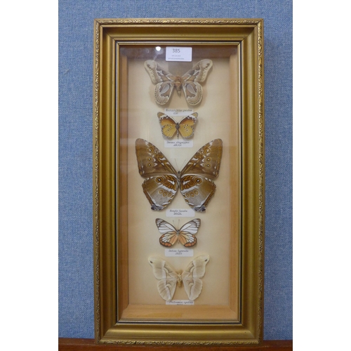 385 - A framed set of five mounted butterflies