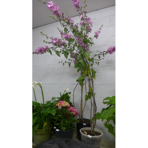 2370 - 8ft Tall flowering Lavatera in pot in bloom