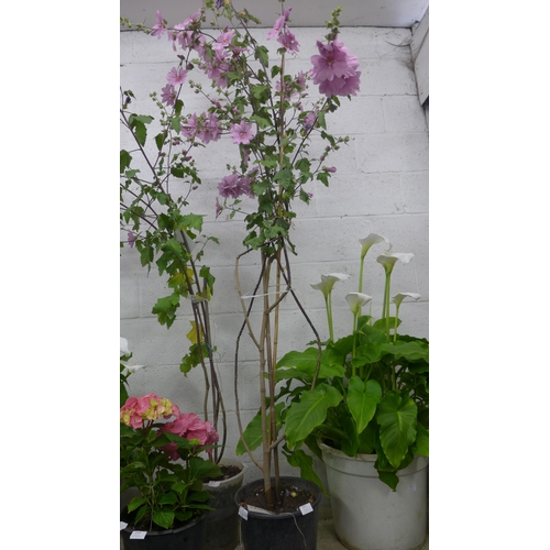 2371 - 8ft Tall flowering Lavatera in pot in bloom