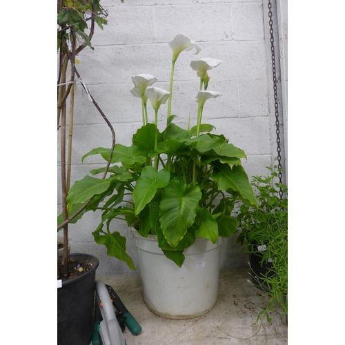 2372 - 3ft tall Cala Lily in tub, in bloom