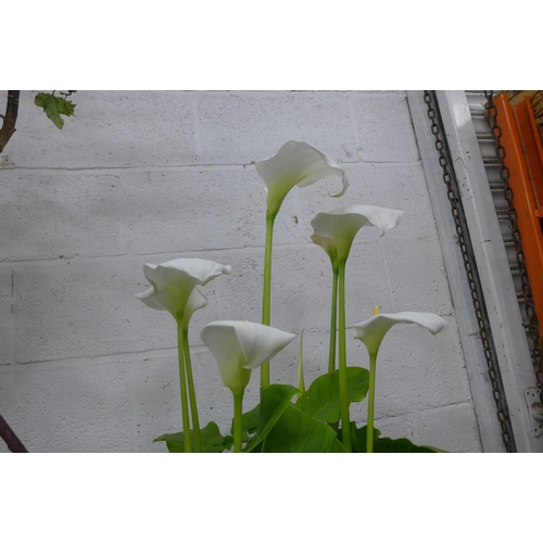 2372 - 3ft tall Cala Lily in tub, in bloom