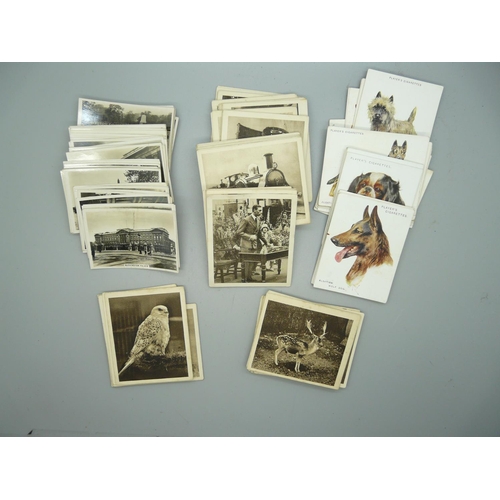 890 - Cigarette cards; Sunripe Zoological Series, Player's Dogs, Sunripe The Railway Centenary, Senior Ser... 