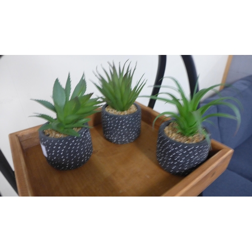 1371 - Three succulents in spotty pots, H 15cms (67681102)   #