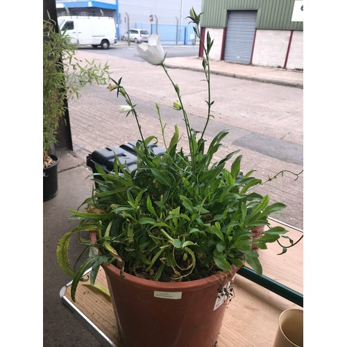 2440 - Approx. 10” tall potted white flowering perennial in bloom