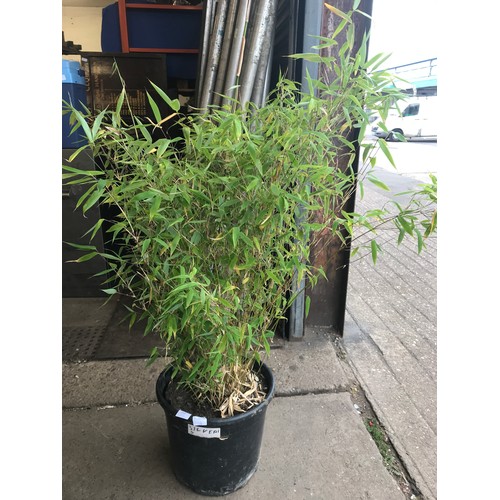 2442 - Approx 45” bamboo fargesia - clump forming non-invasive variety