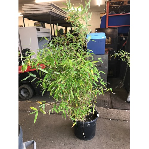 2443 - Approx 45” potted bamboo fargesia - clump forming non-invasive variety