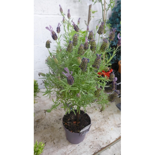 2415 - 3 mixed perennials, lavender, ceanothus and a potted fir