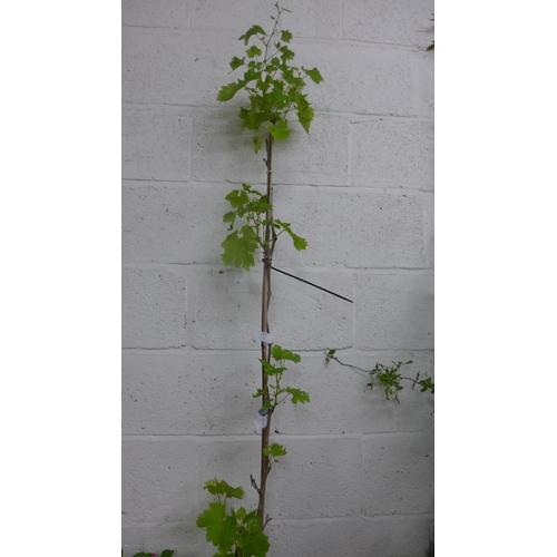 2417 - 5ft red grape vine