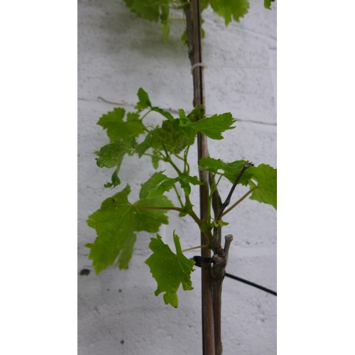 2417 - 5ft red grape vine