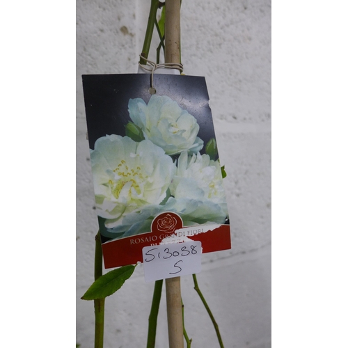 2418 - Climbing white rose Rosaigrandi Forte