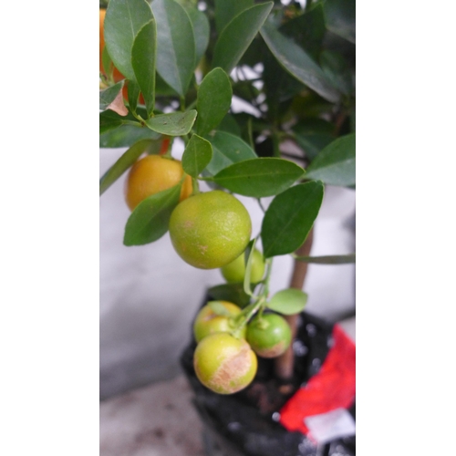 2419 - Calomondino Kumquat mandarin cross, in fruit