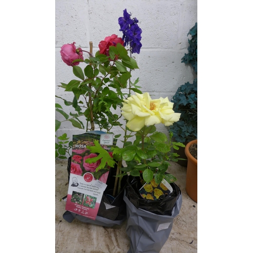 2420 - Two potted pink roses and a potted delphinium