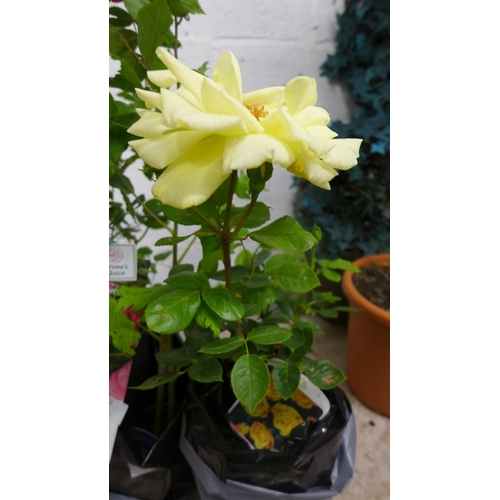 2420 - Two potted pink roses and a potted delphinium