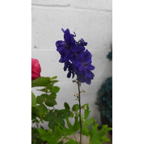 2420 - Two potted pink roses and a potted delphinium