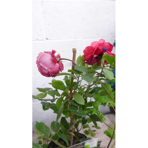 2420 - Two potted pink roses and a potted delphinium