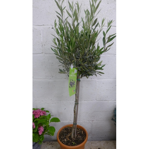 2421 - 3ft tall hardy Olive tree in pot