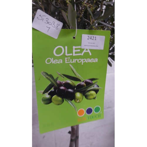 2421 - 3ft tall hardy Olive tree in pot