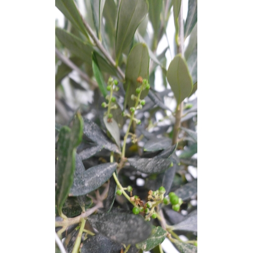 2421 - 3ft tall hardy Olive tree in pot