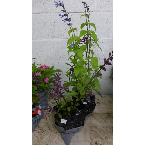 2422 - Deep purple and deep p ink potted Salvias