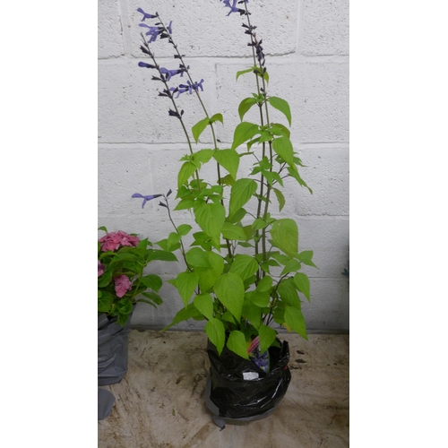 2422 - Deep purple and deep p ink potted Salvias