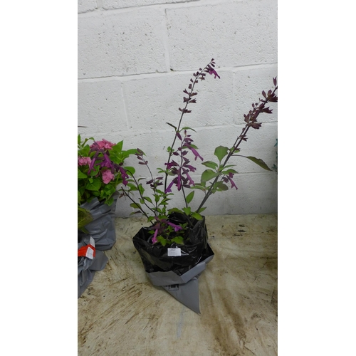 2422 - Deep purple and deep p ink potted Salvias