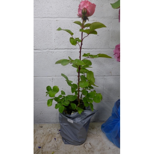 2424 - Two potted roses and a delphinium