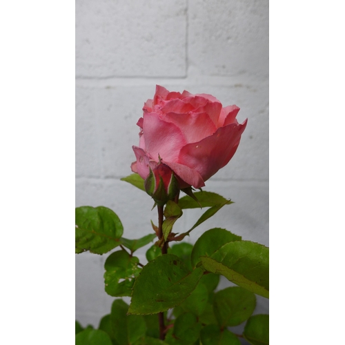 2424 - Two potted roses and a delphinium