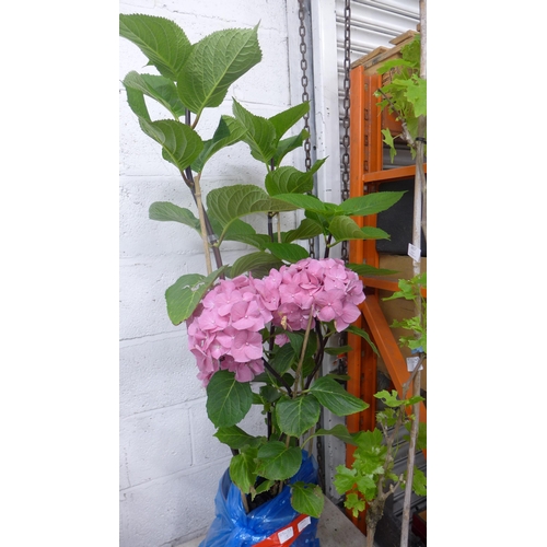 2426 - Pink hydrangea, 4ft