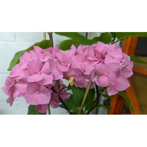 2426 - Pink hydrangea, 4ft